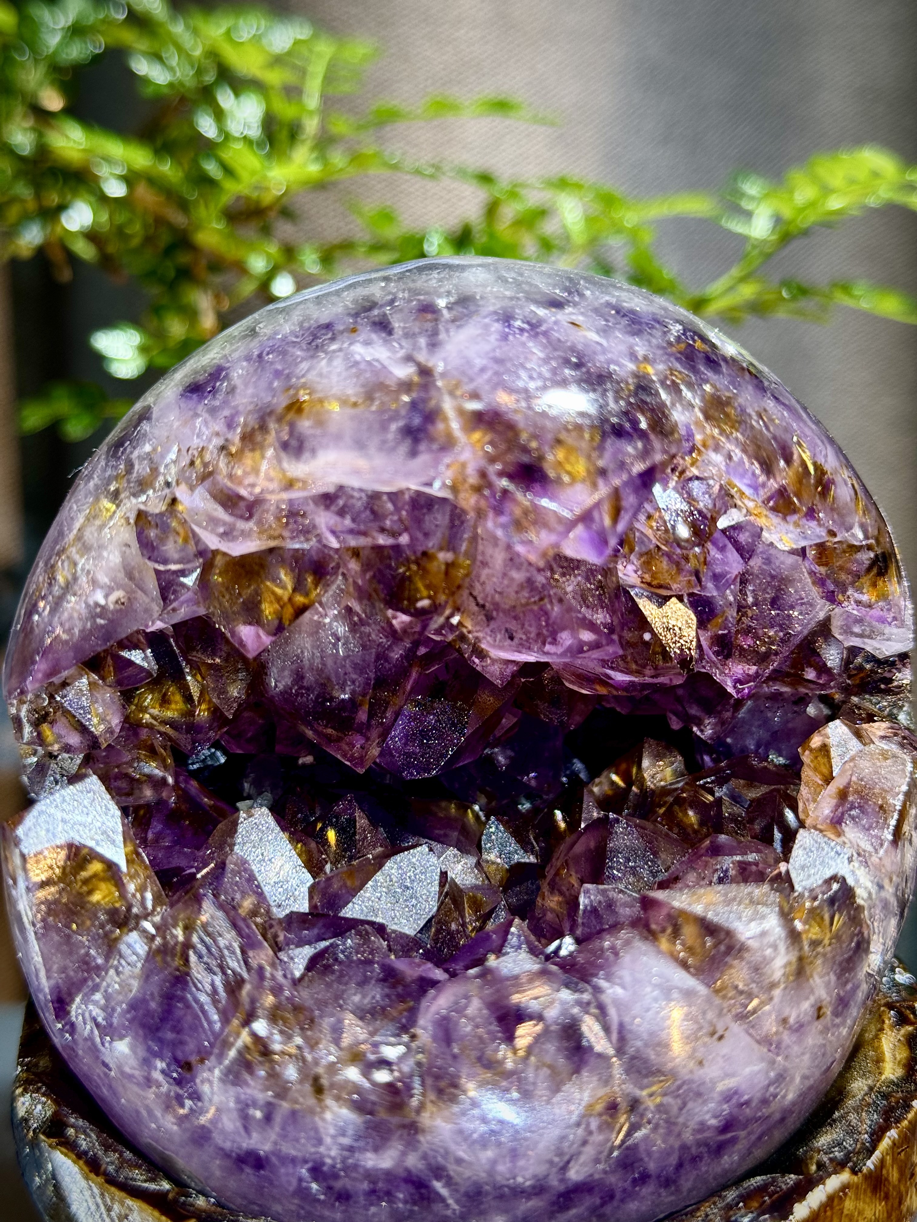 天花板紫鈦開口笑 8804