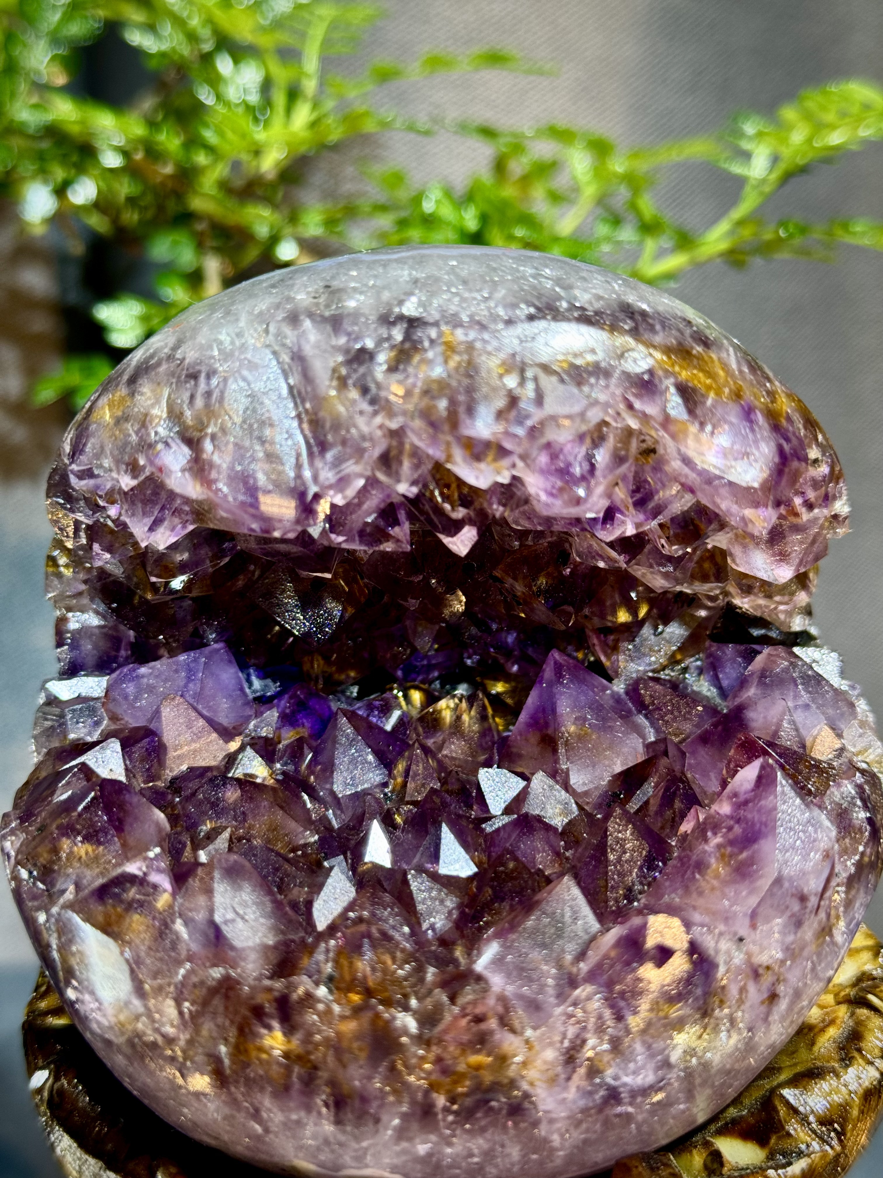 天花板紫鈦開口笑 8806