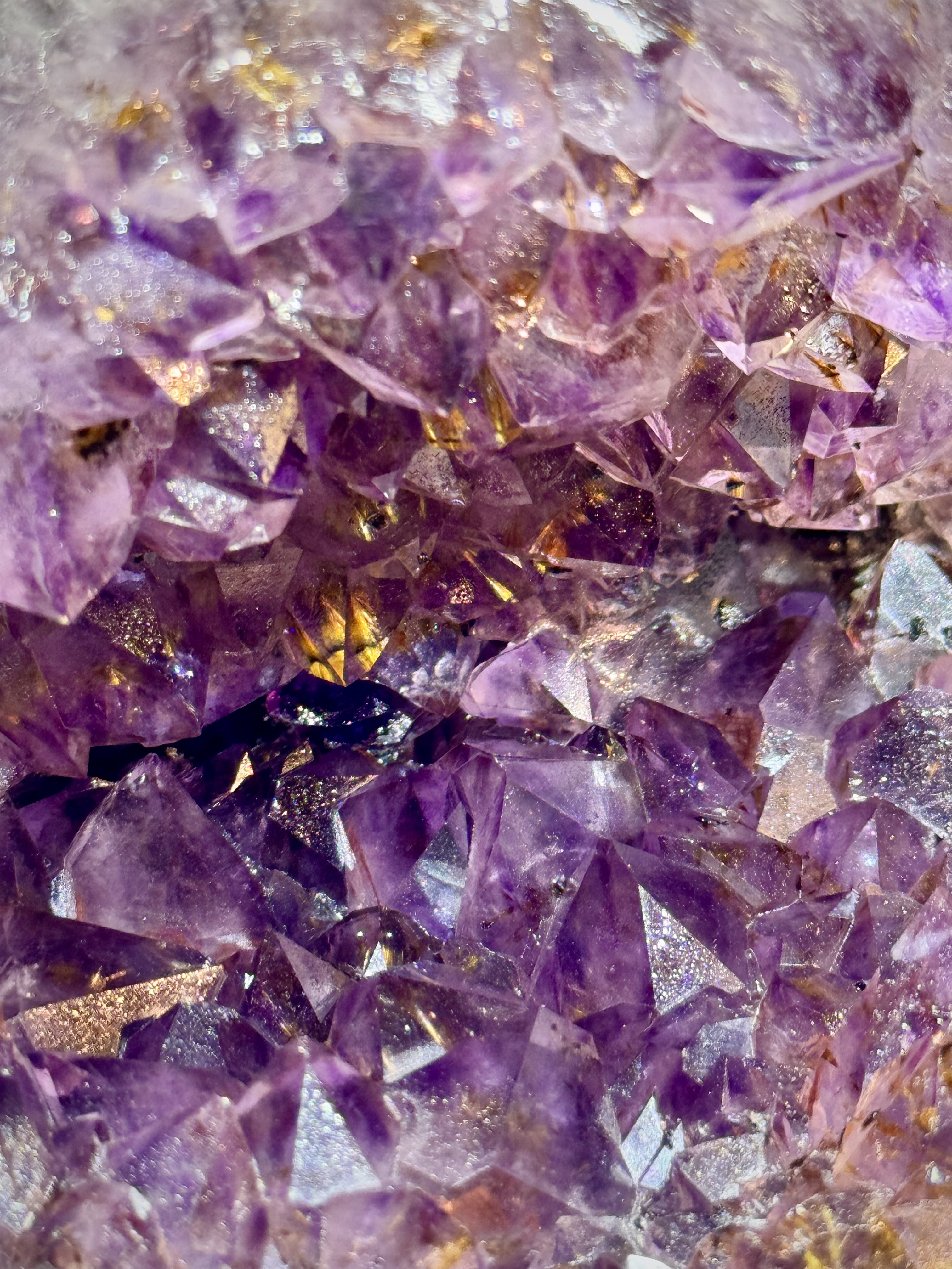 天花板紫鈦開口笑 8807