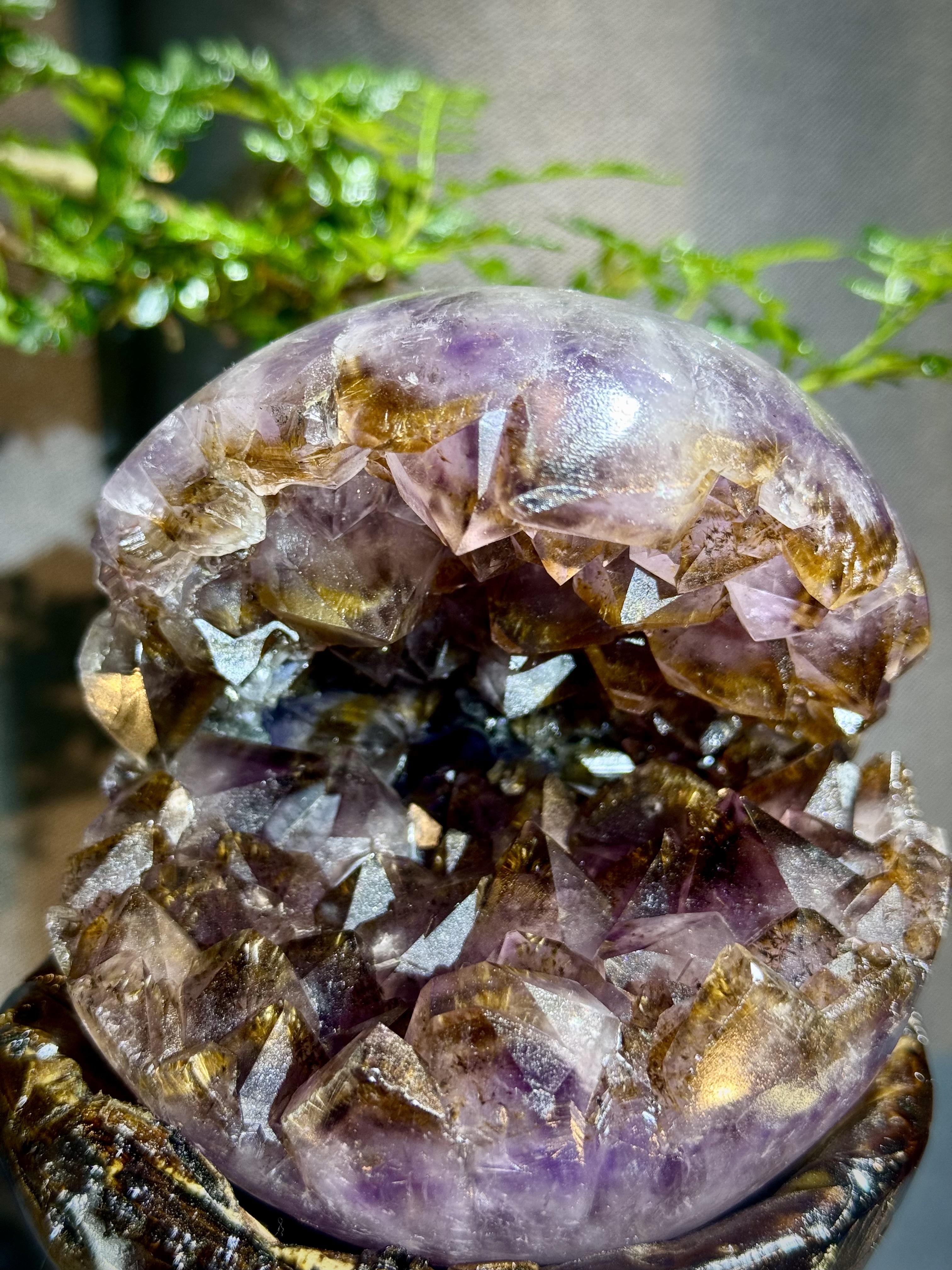 天花板紫鈦開口笑 8809