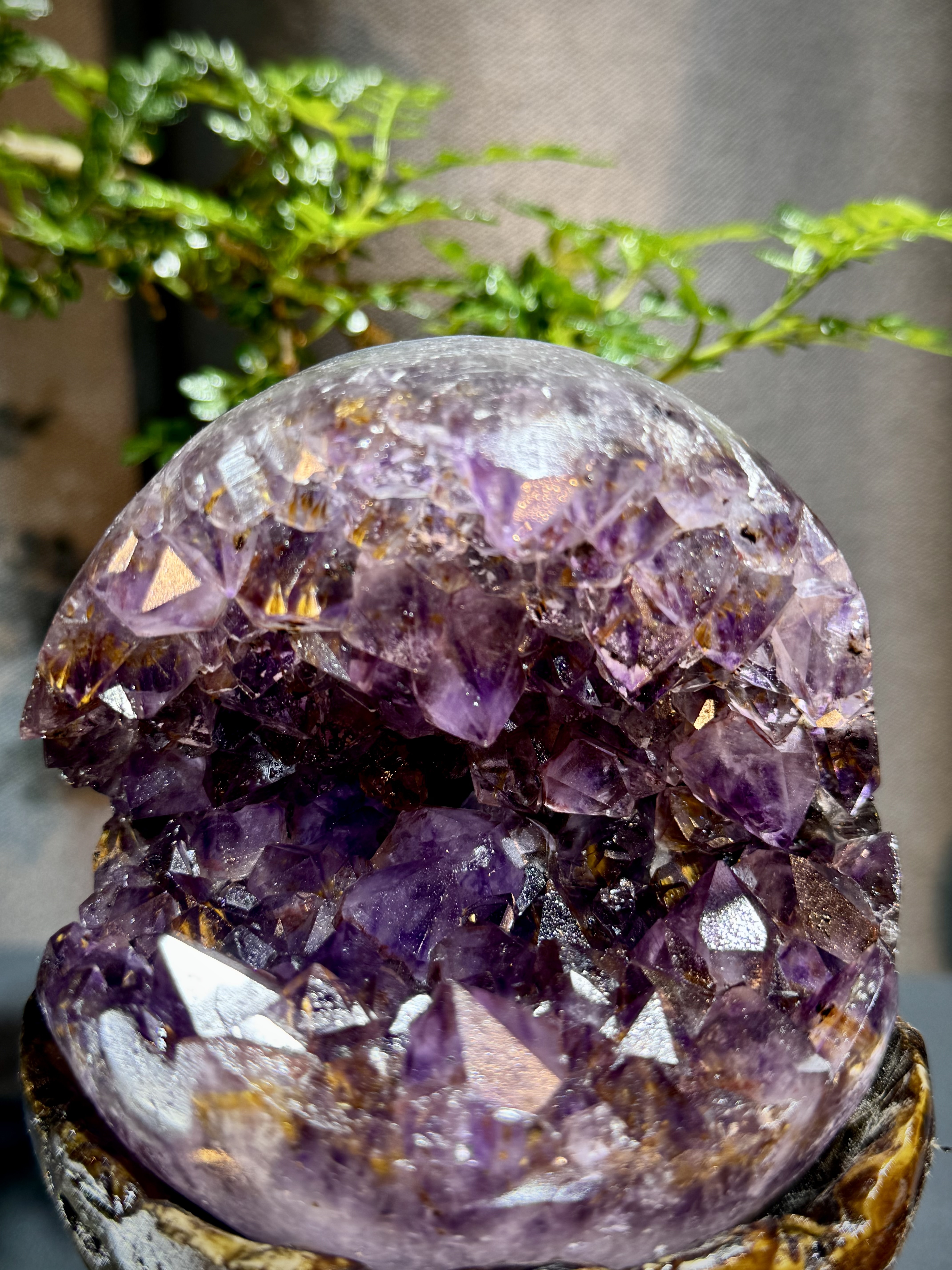 天花板紫鈦開口笑 8810