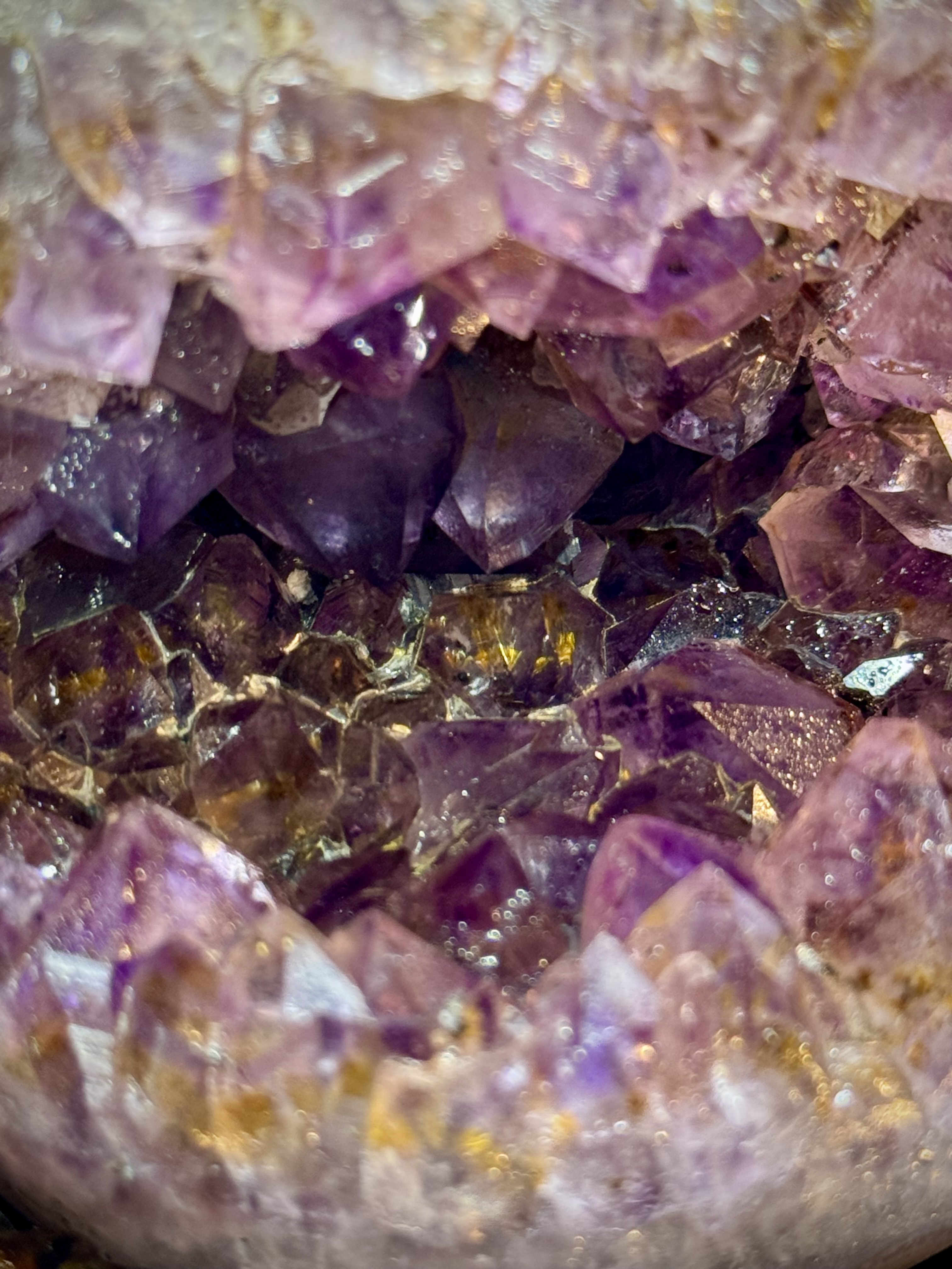 天花板紫鈦開口笑 8815