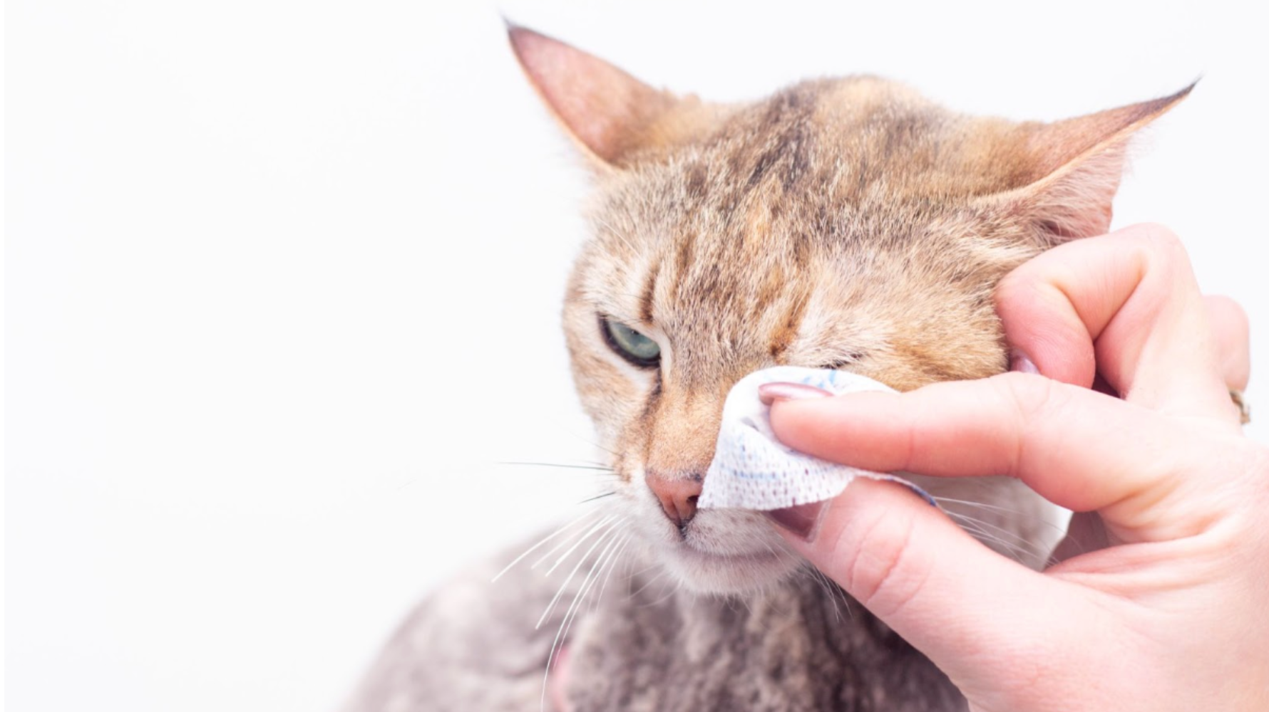 你是否常看到貓咪眼角一直濕濕的，甚至留下咖啡色痕跡，忍不住懷疑：「寶貝到底是難過還是身體不舒服？」其實貓咪流眼淚並不罕見，可能與品種、環境刺激或季節變化有關。