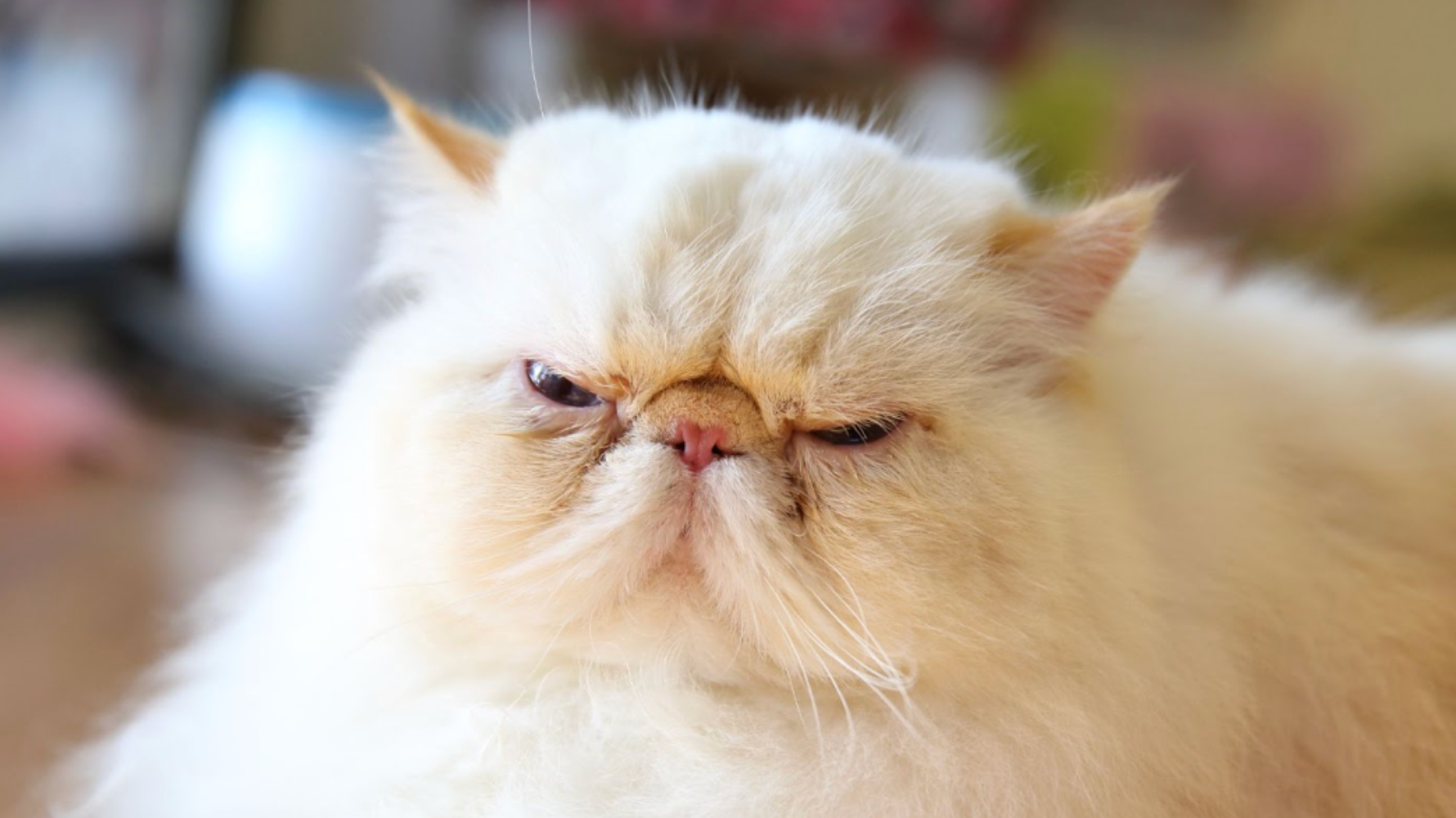 你是否常看到貓咪眼角一直濕濕的，甚至留下咖啡色痕跡，忍不住懷疑：「寶貝到底是難過還是身體不舒服？」其實貓咪流眼淚並不罕見，可能與品種、環境刺激或季節變化有關。