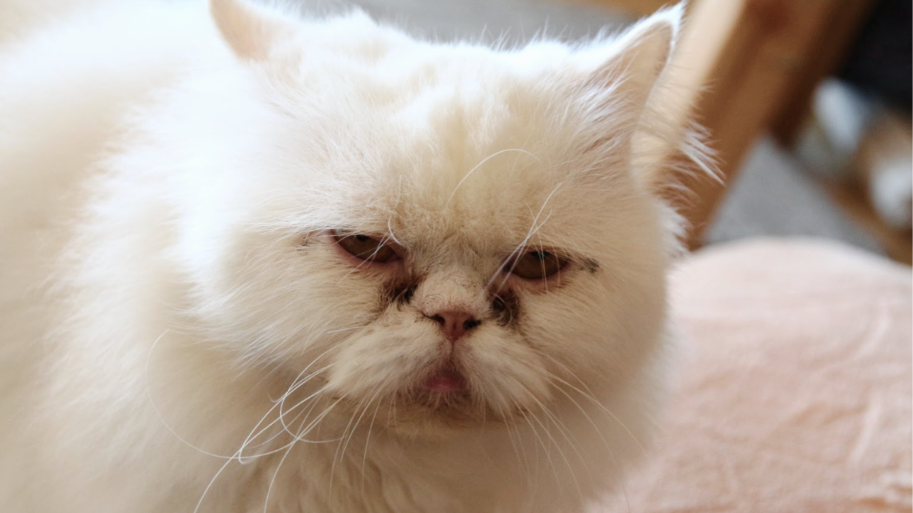 你是否常看到貓咪眼角一直濕濕的，甚至留下咖啡色痕跡，忍不住懷疑：「寶貝到底是難過還是身體不舒服？」其實貓咪流眼淚並不罕見，可能與品種、環境刺激或季節變化有關。