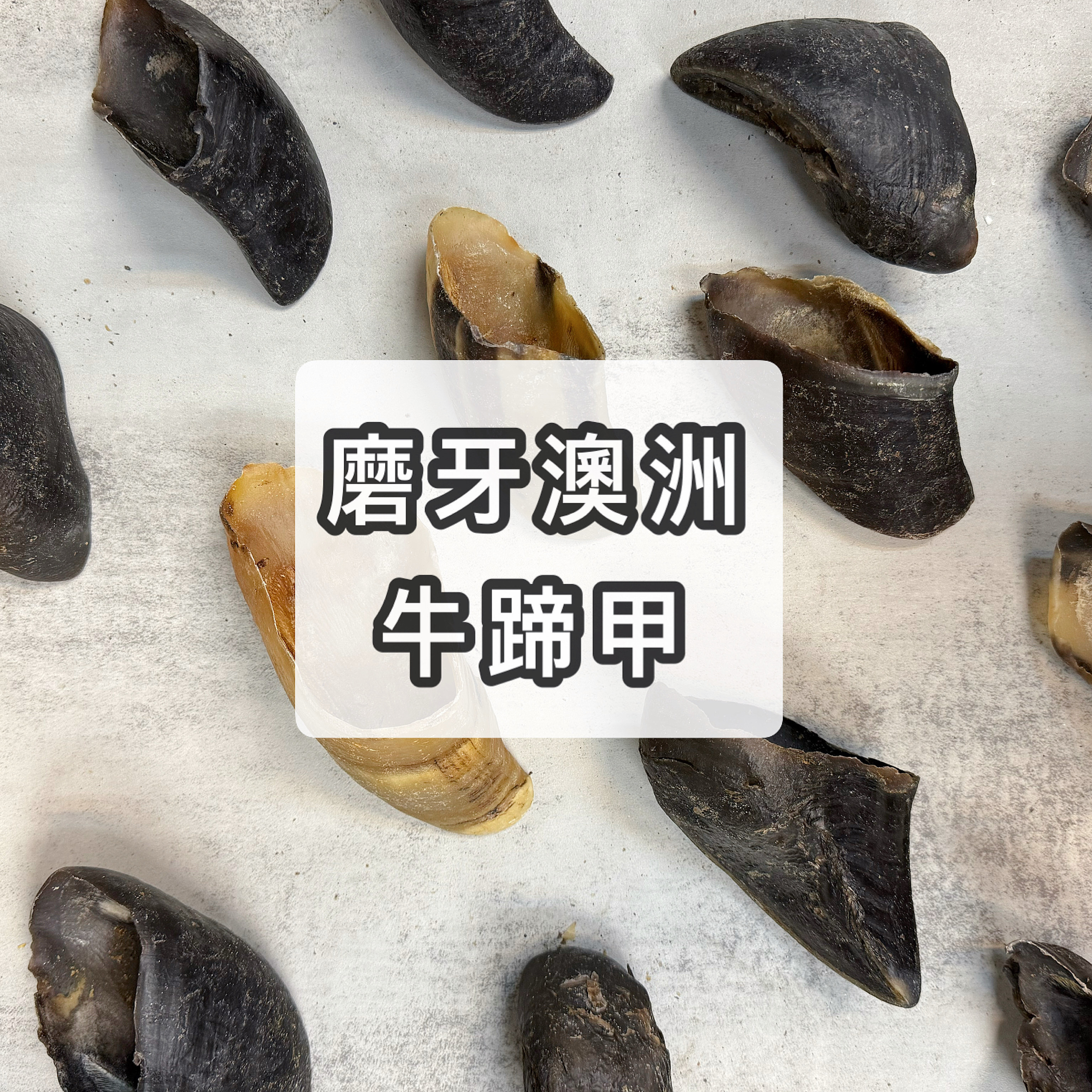 磨牙澳洲牛蹄甲