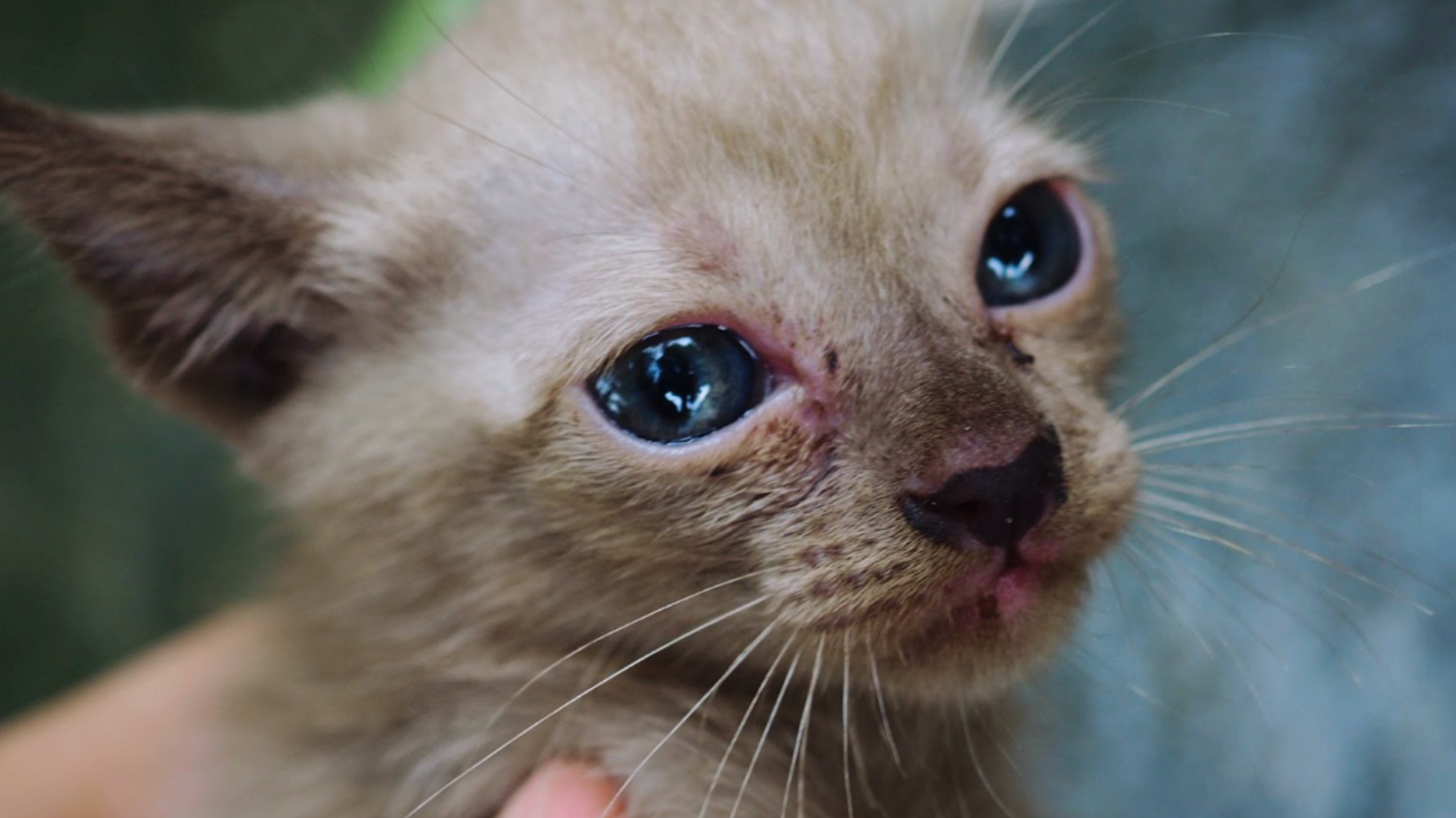 你是否常看到貓咪眼角一直濕濕的，甚至留下咖啡色痕跡，忍不住懷疑：「寶貝到底是難過還是身體不舒服？」其實貓咪流眼淚並不罕見，可能與品種、環境刺激或季節變化有關。