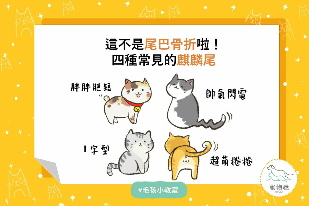 貓咪麒麟尾