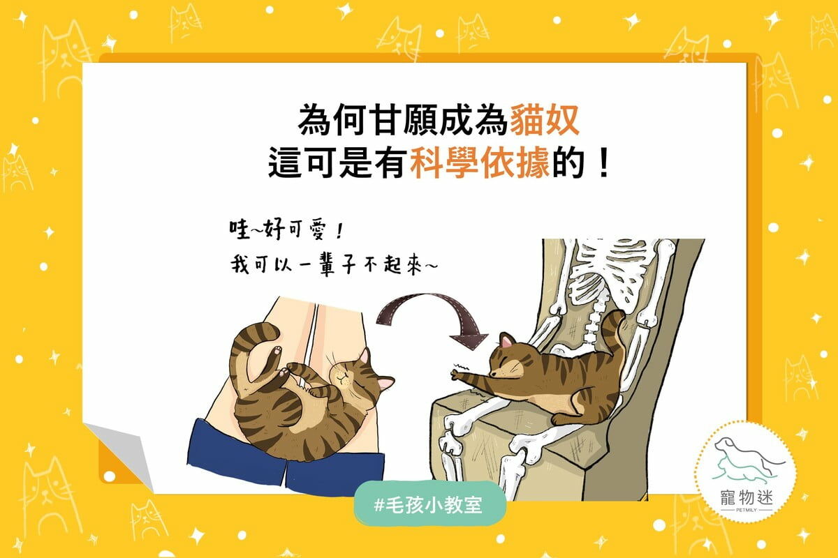 甘願當貓奴
