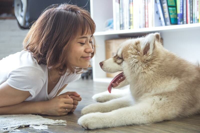 飼主和毛孩
