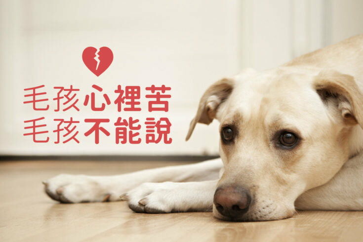 狗狗有心事