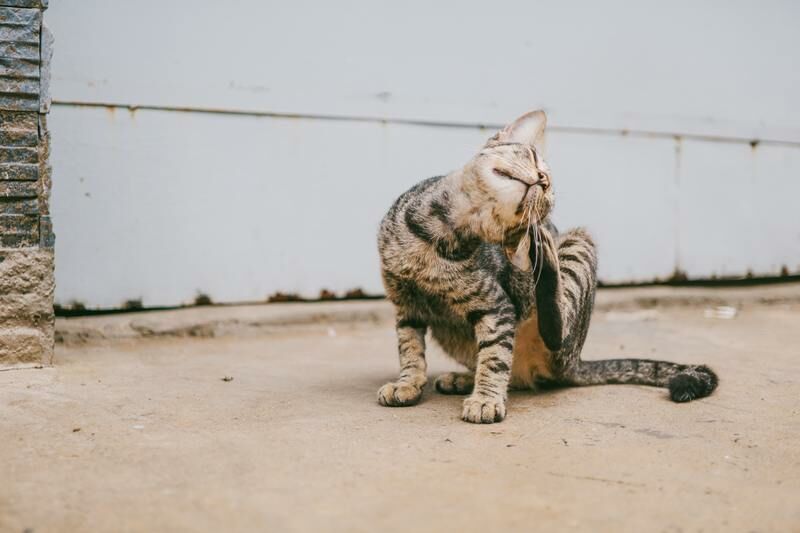 貓搔癢