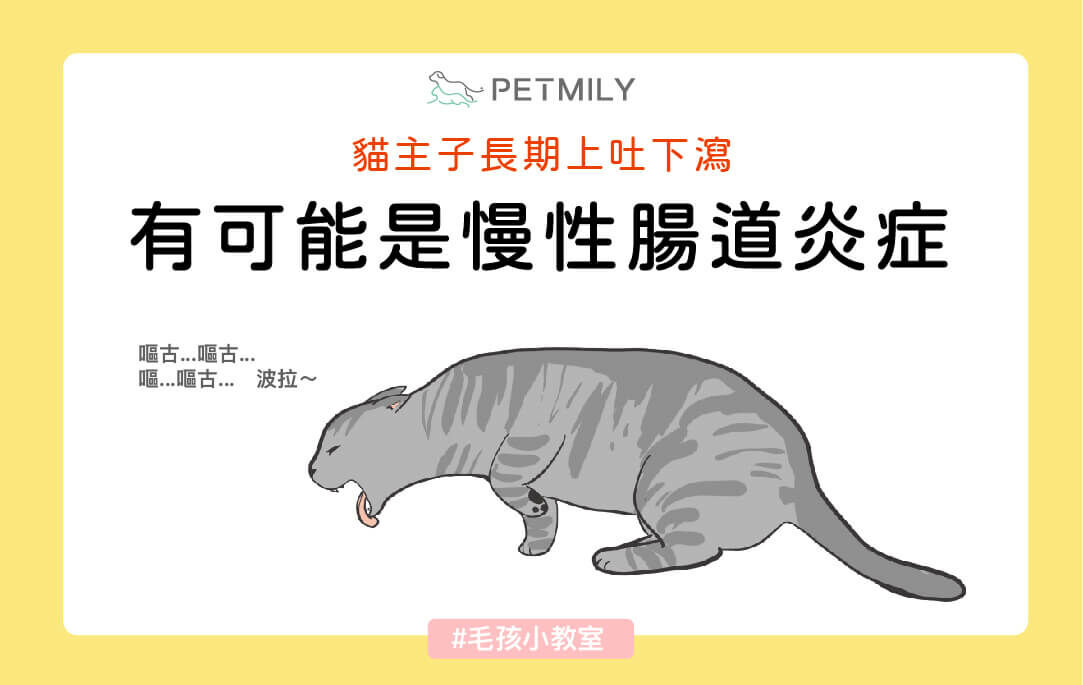 貓咪嘔吐