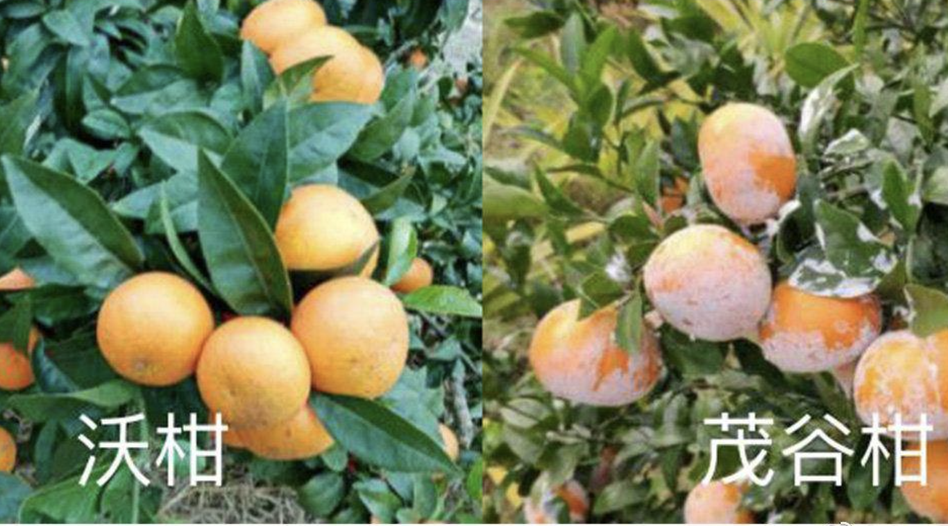 沃柑與茂谷柑的差異
