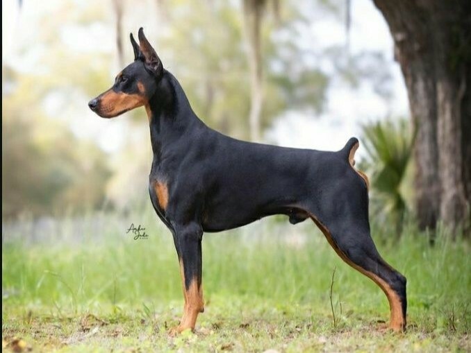 常見犬種有哪些? 杜賓犬介紹