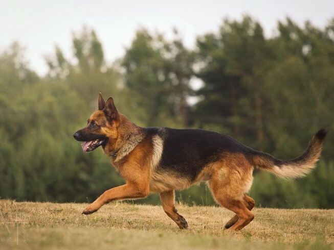 常見犬種有哪些? 德國牧羊犬介紹