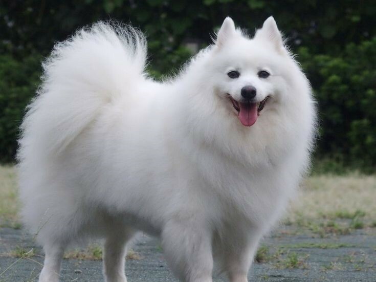 常見的犬種有哪些? 日本狐狸犬介紹
