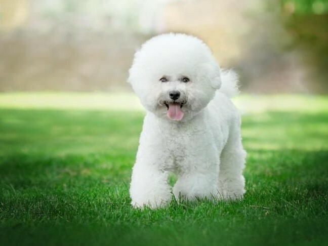 常見犬種介紹－比熊犬