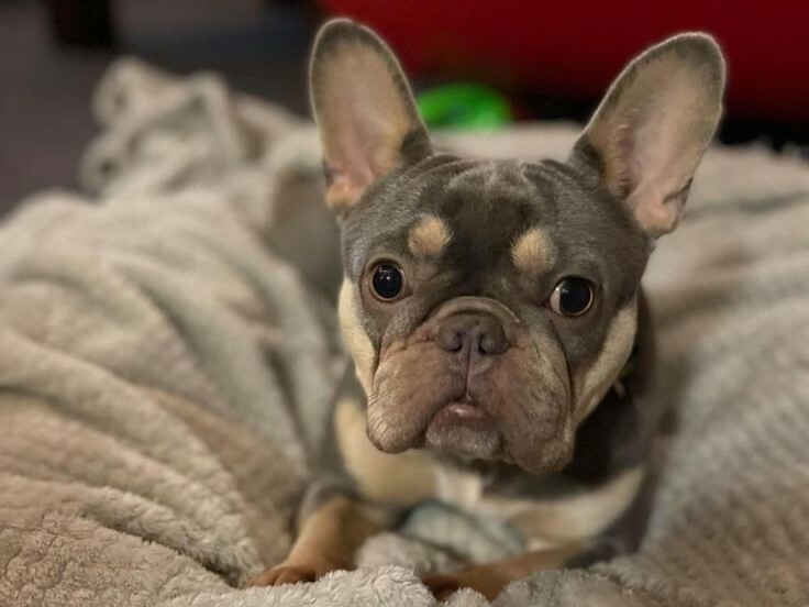 常見的犬種介紹－法國鬥牛犬