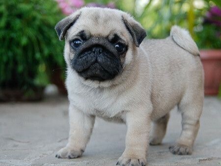 常見的犬種－巴哥犬介紹