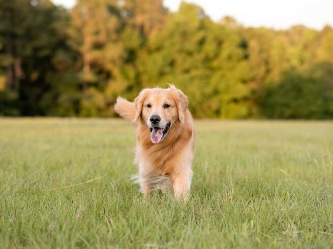 常見的犬種－黃金獵犬介紹