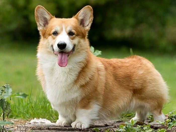 常見的犬種－柯基犬介紹