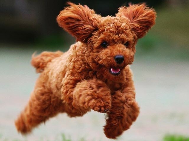 常見的犬種－貴賓犬介紹