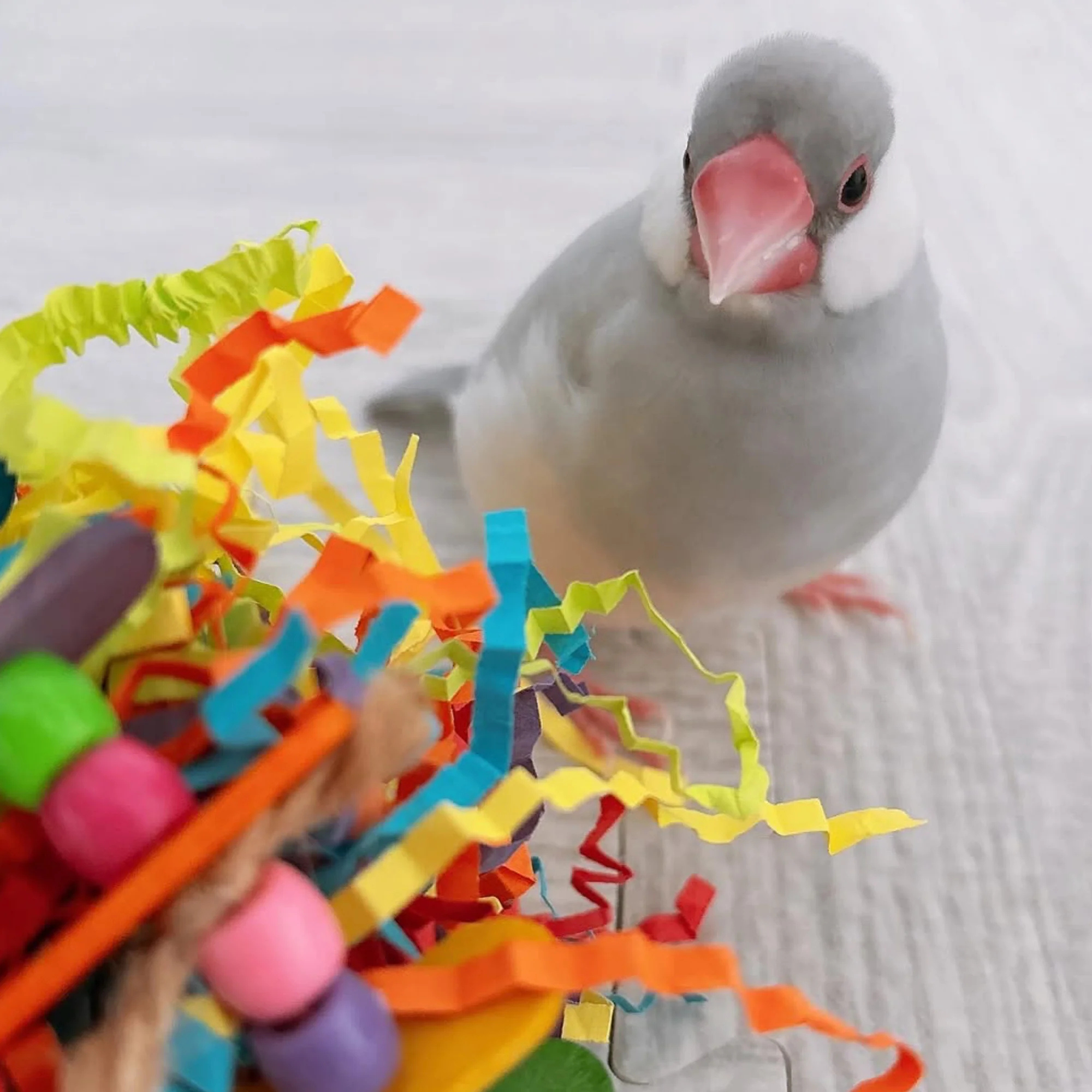 A parrot looking at the bird toy curiously