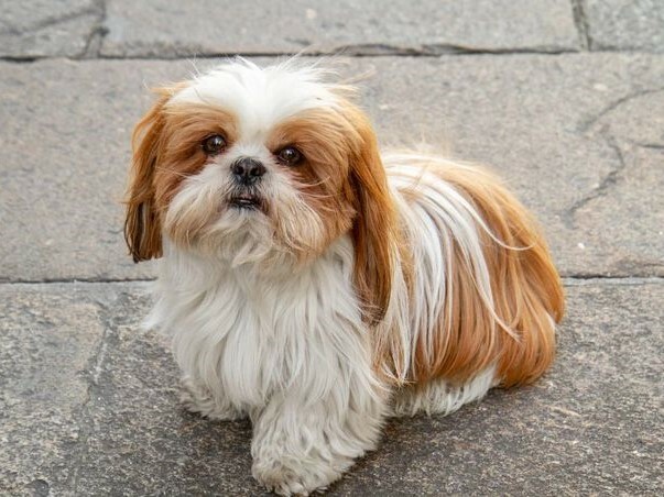 常見的犬種－西施犬介紹