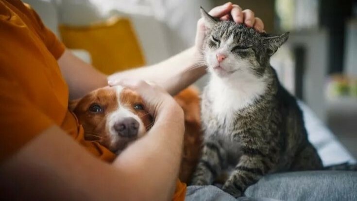 新手飼主入門指南主視覺