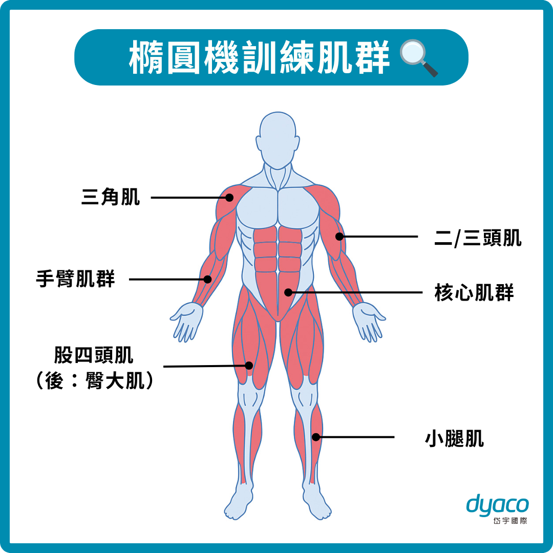 橢圓機訓練哪些部位 - dyaco 岱宇國際