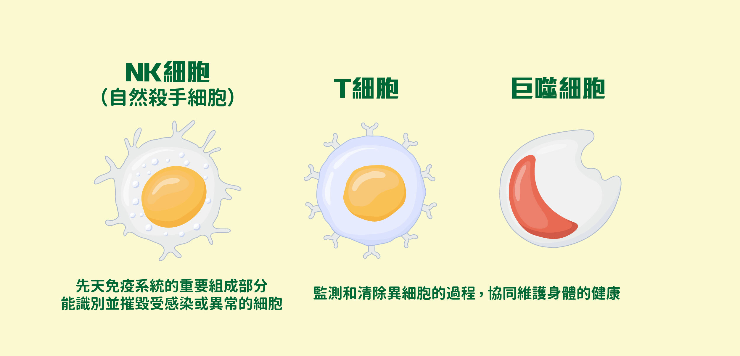 不過大家也不須驚慌，因為我們有強大的免疫系統時刻監測，當中NK細胞（自然殺手細胞）是先天免疫系統的重要組成部分，能夠識別並摧毀受感染或異常的細胞；其他免疫細胞如T細胞和巨噬細胞也參與監測和清除異細胞的過程，協同維護身體的健康。而細胞自身也有防禦機制，擁有多種DNA修復機制如修復錯配和同源重組，當DNA損傷無法被修復時，細胞更會啟動自我凋亡機制，防止損傷的DNA被傳遞到子代細胞。