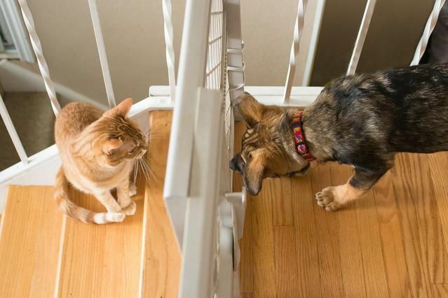 新手飼主提供毛孩友善的居住環境示意圖