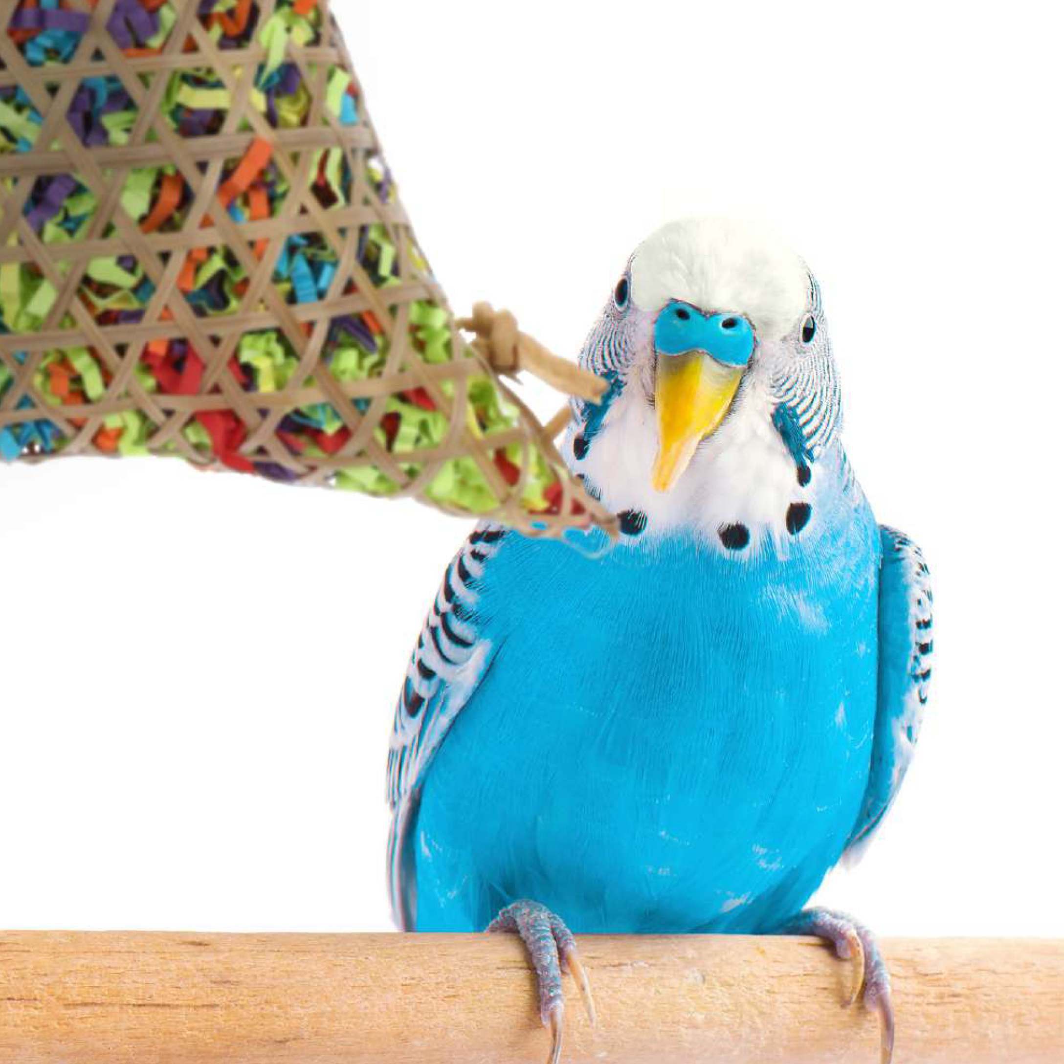 A parrot is playing its toy