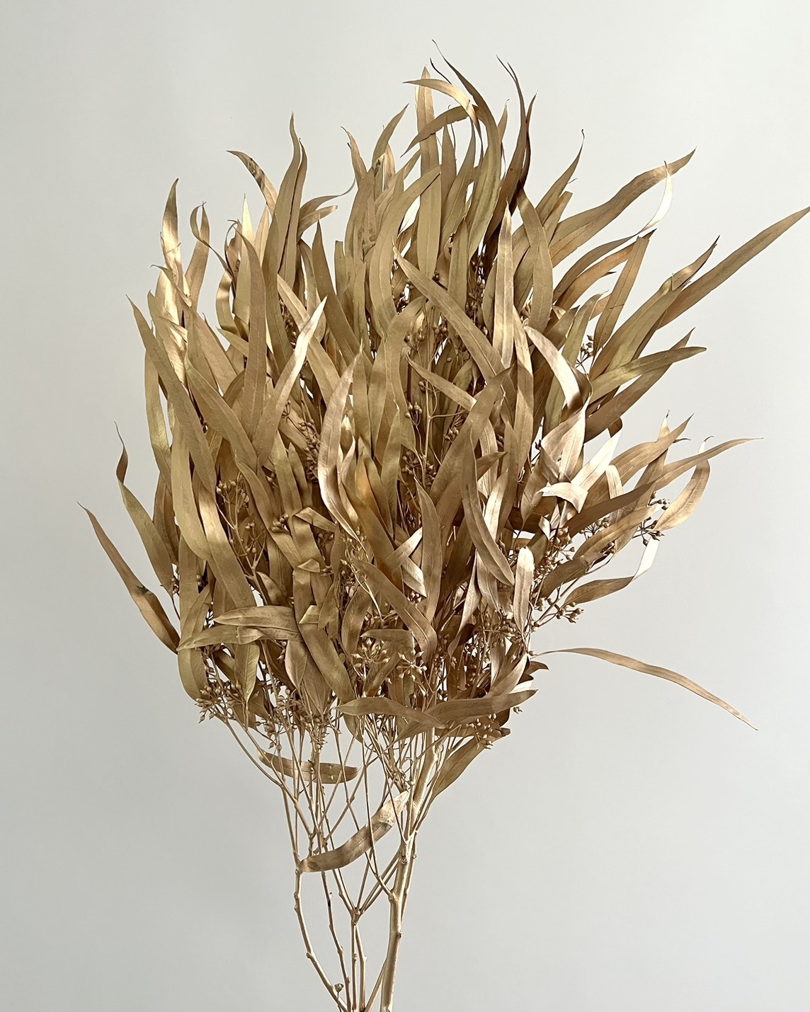 乾燥柳葉尤加利（帶果實）