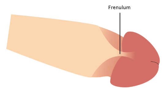 frenulum