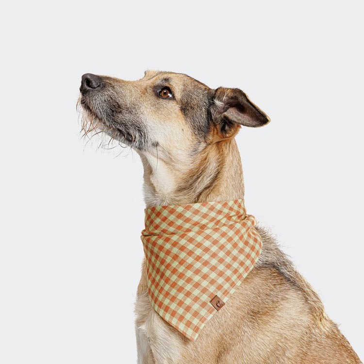 CLOUD7 - 格紋橙領巾