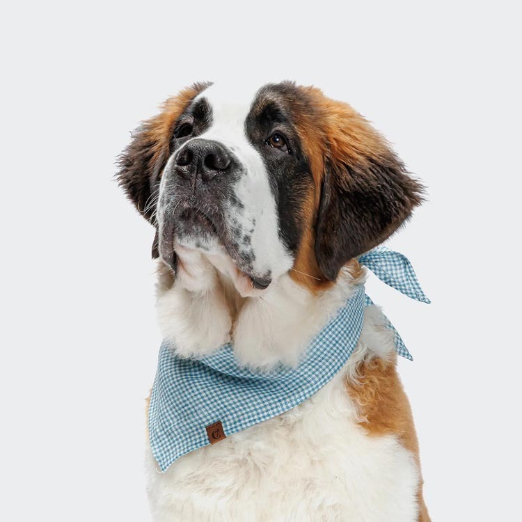 CLOUD7 - 細格紋藍領巾