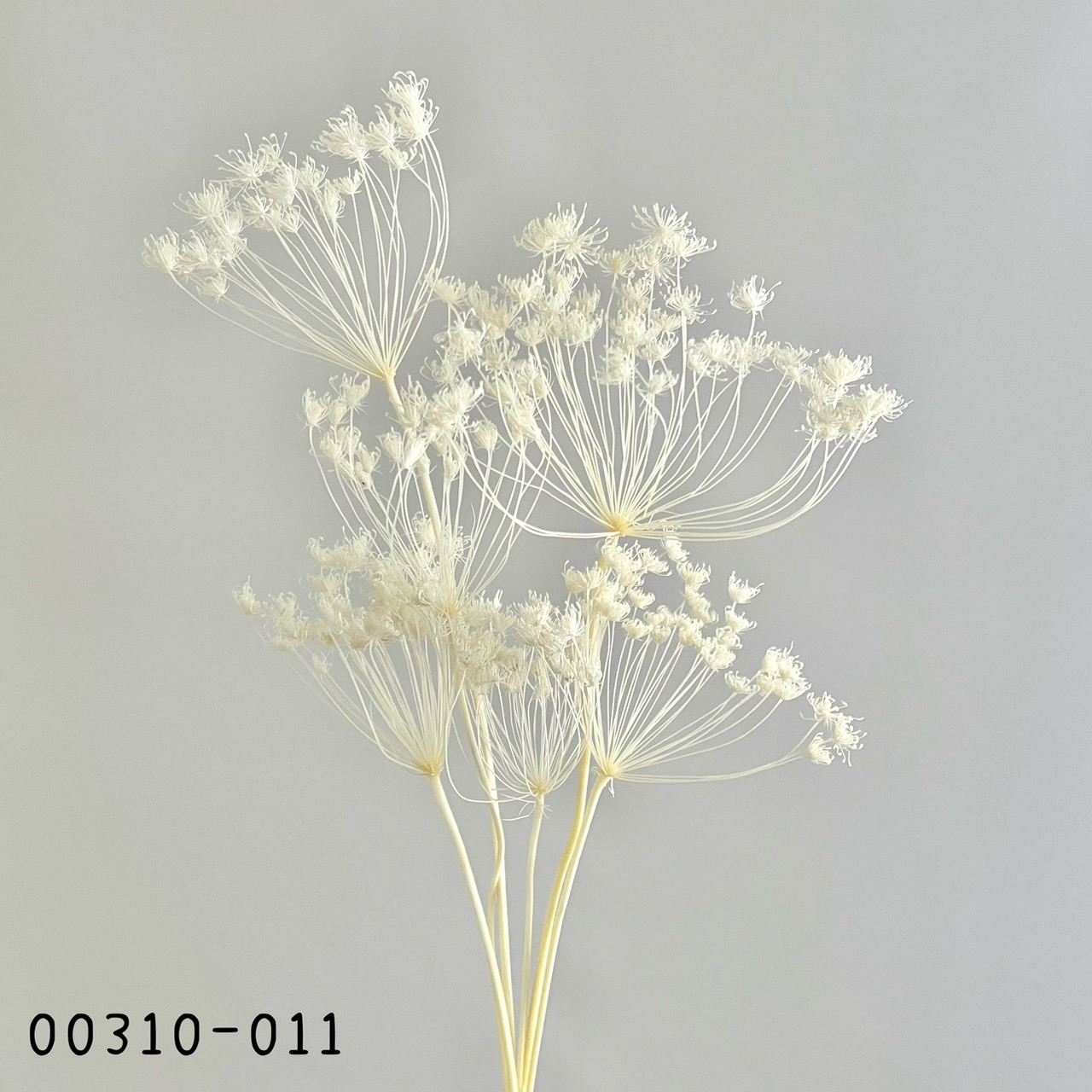 日本不凋蕾絲花00310-011