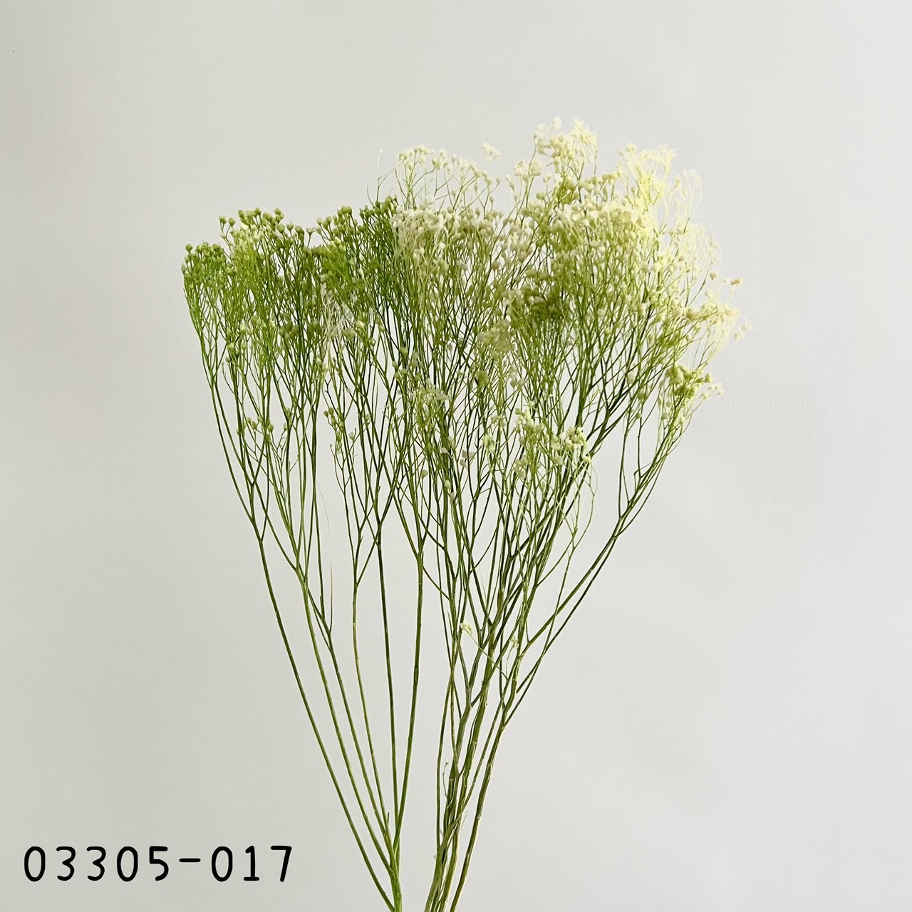 日本不凋漸層木滿天星03305-017