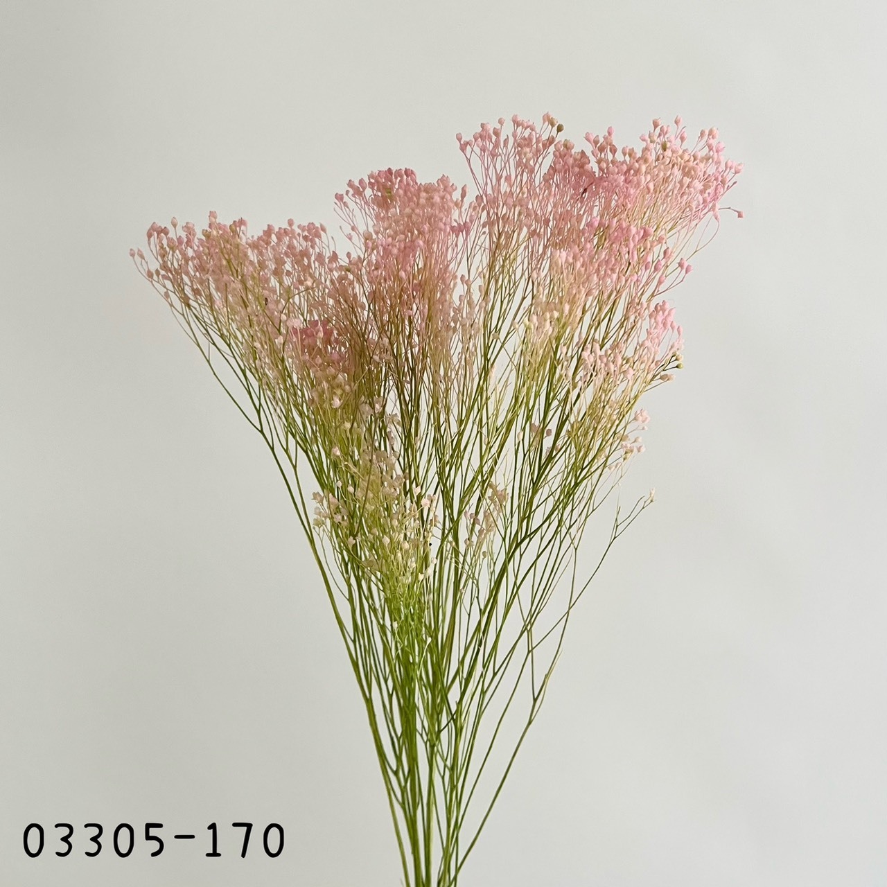 日本不凋漸層木滿天星03305-170