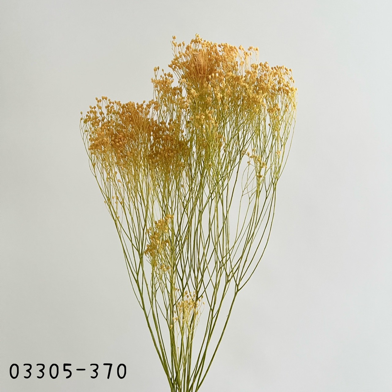 日本不凋漸層木滿天星03305-370