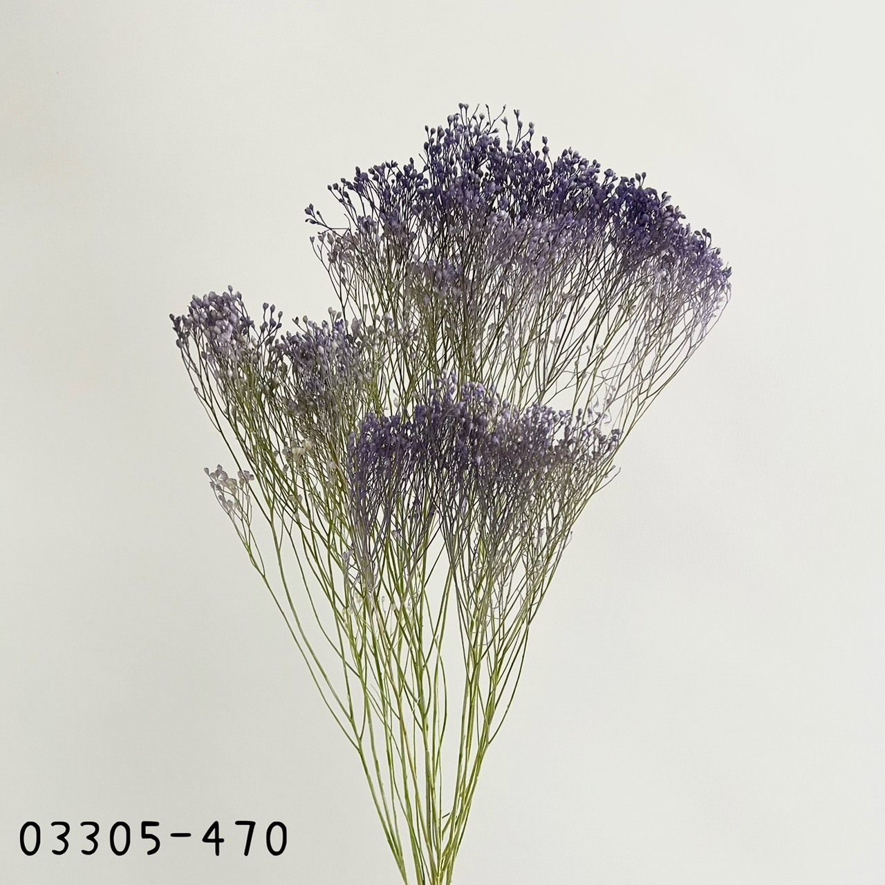 日本不凋漸層木滿天星03305-470