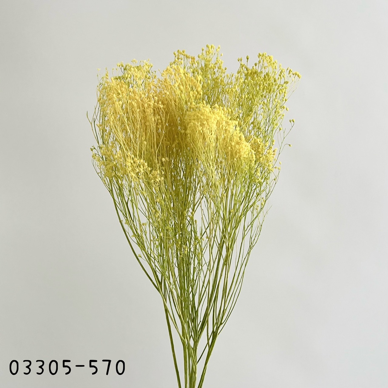 日本不凋漸層木滿天星03305-570