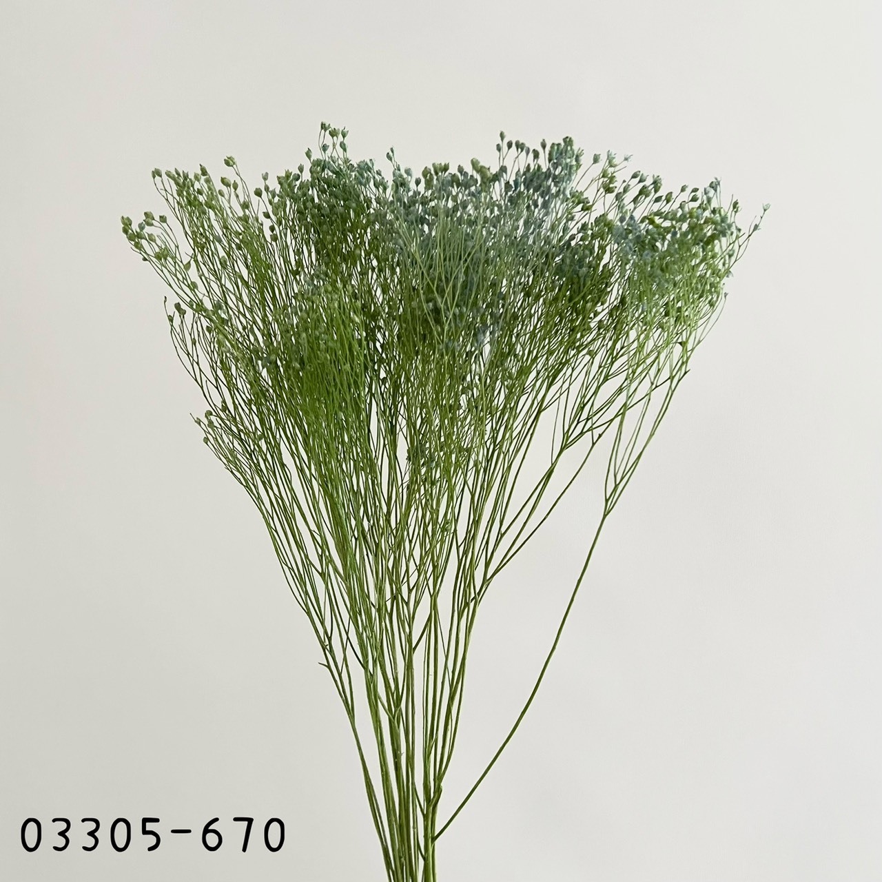 日本不凋漸層木滿天星03305-670