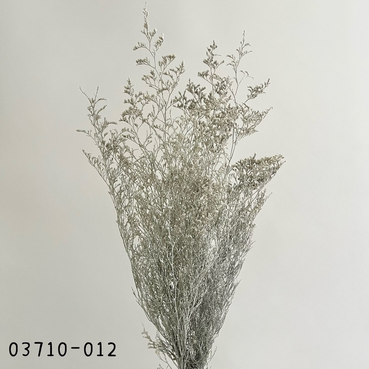 日本不凋卡斯比亞 03710-012