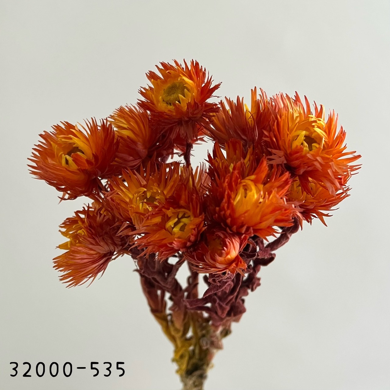 日本乾燥旱雪蓮 32000-535