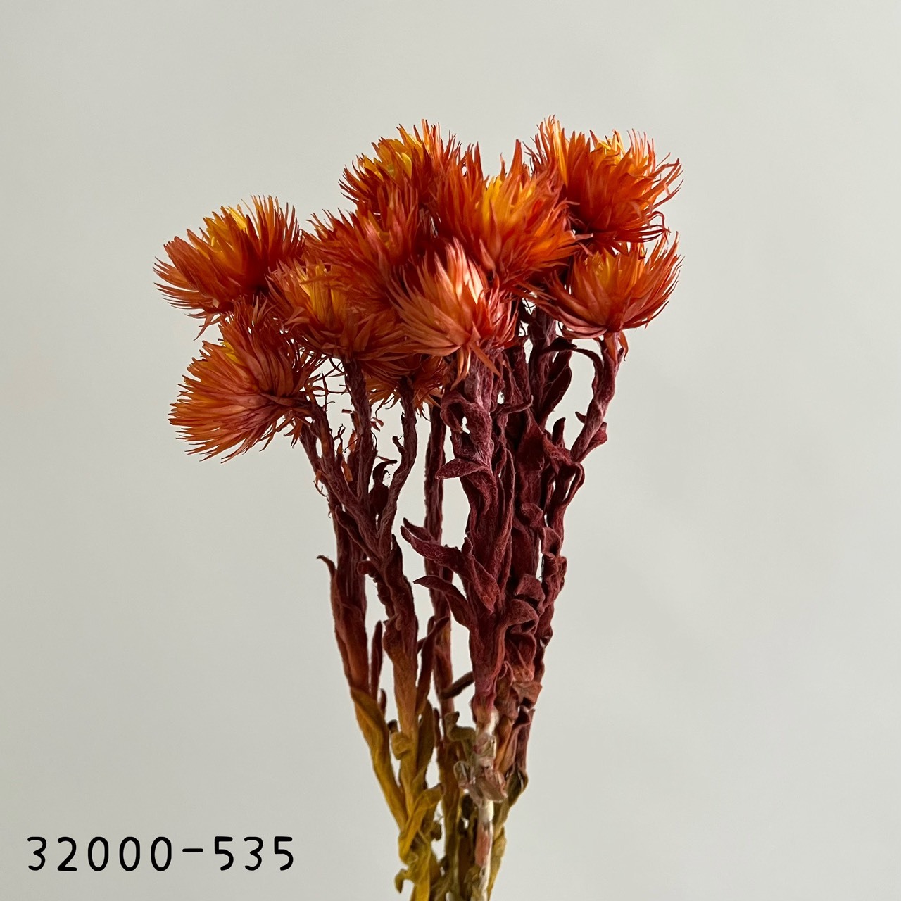 日本乾燥旱雪蓮 32000-535