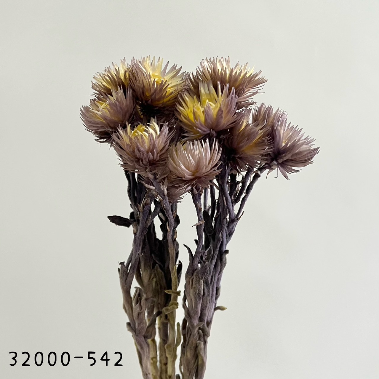 日本乾燥旱雪蓮 32000-542