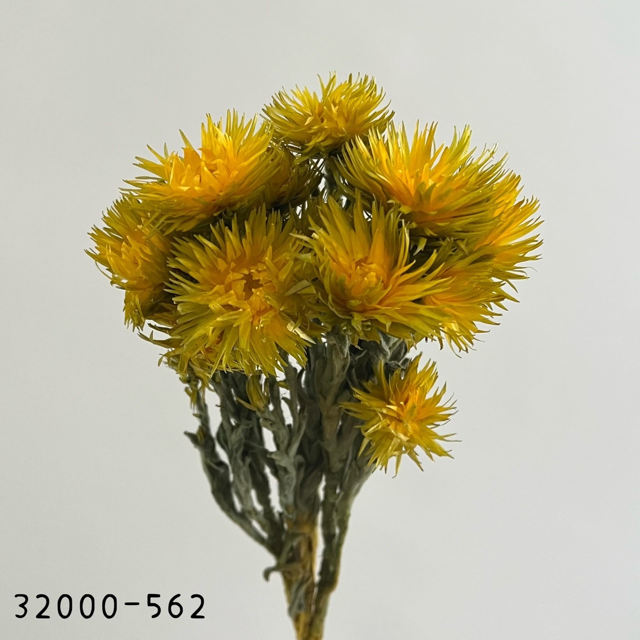 日本乾燥旱雪蓮 32000-562